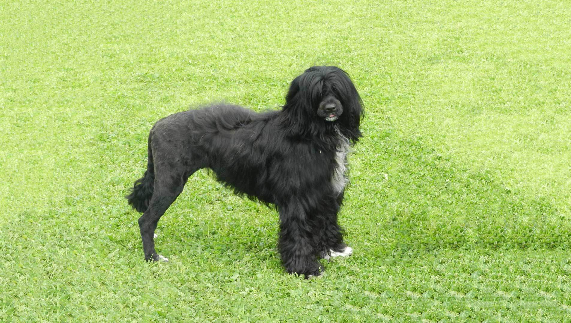 portugalski vodeni pas